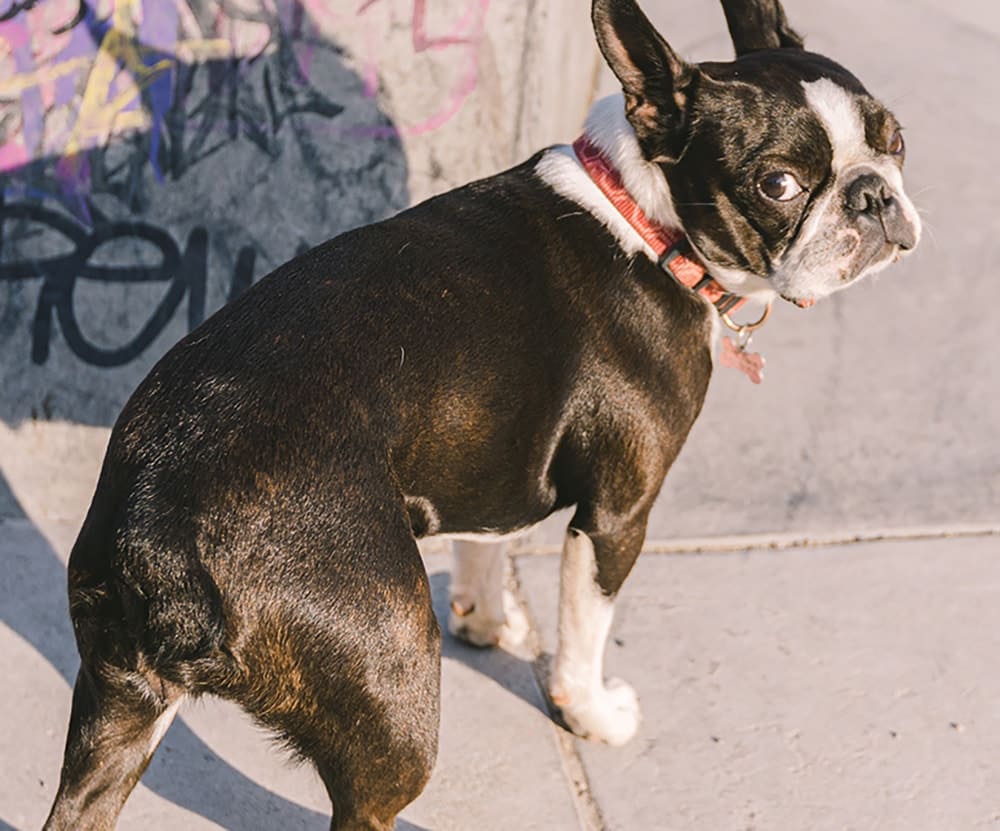 Young All-Girl Punk Band The Linda Mindas Sign With Epitaph Records